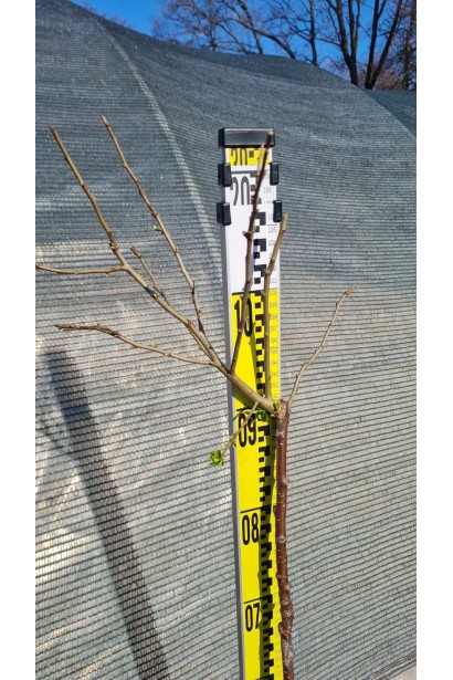 Айва красива Юкіготен на штамбі весна (березень)